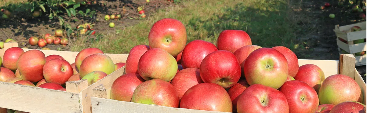 apples on a tree